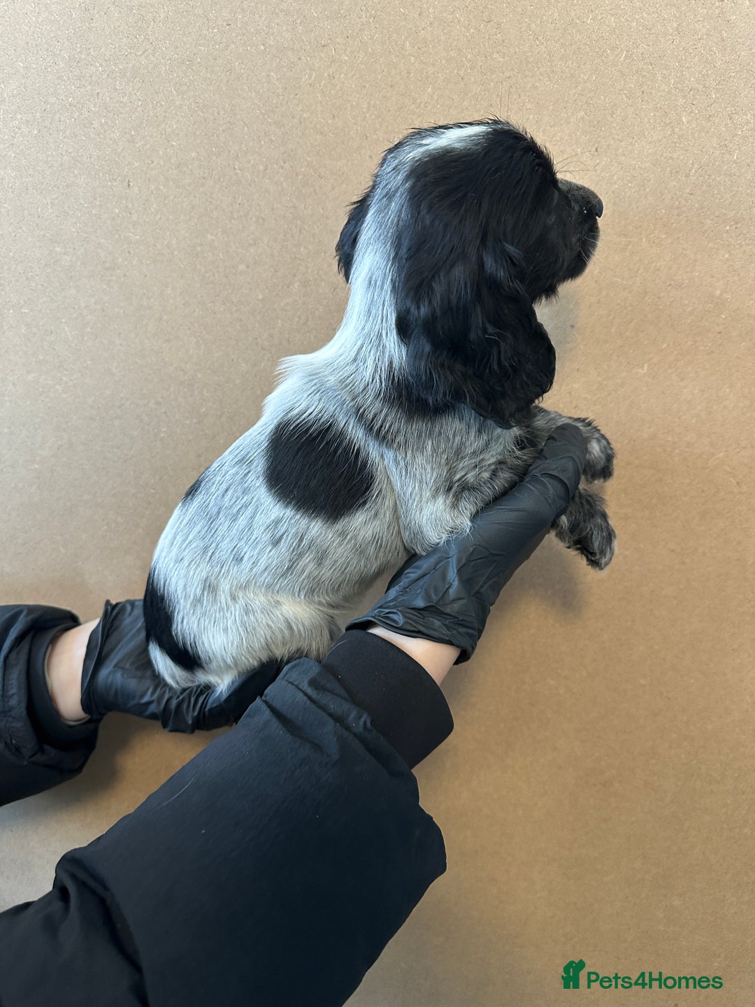 Cocker Spaniel dogs for sale: Cocker spaniel pups - Advert 7