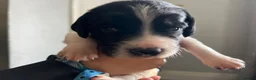 English Springer Spaniel dogs for sale: 5 KC Reg English springer spaniel puppies  - Advert 6