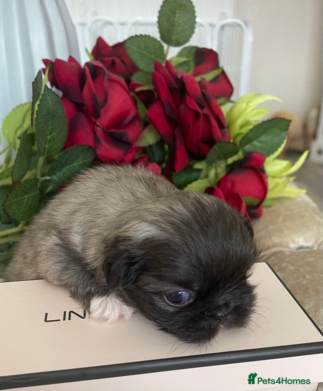 Pekingese dogs for sale: Top Quality Pekingese puppies  in Rugby - Image 10