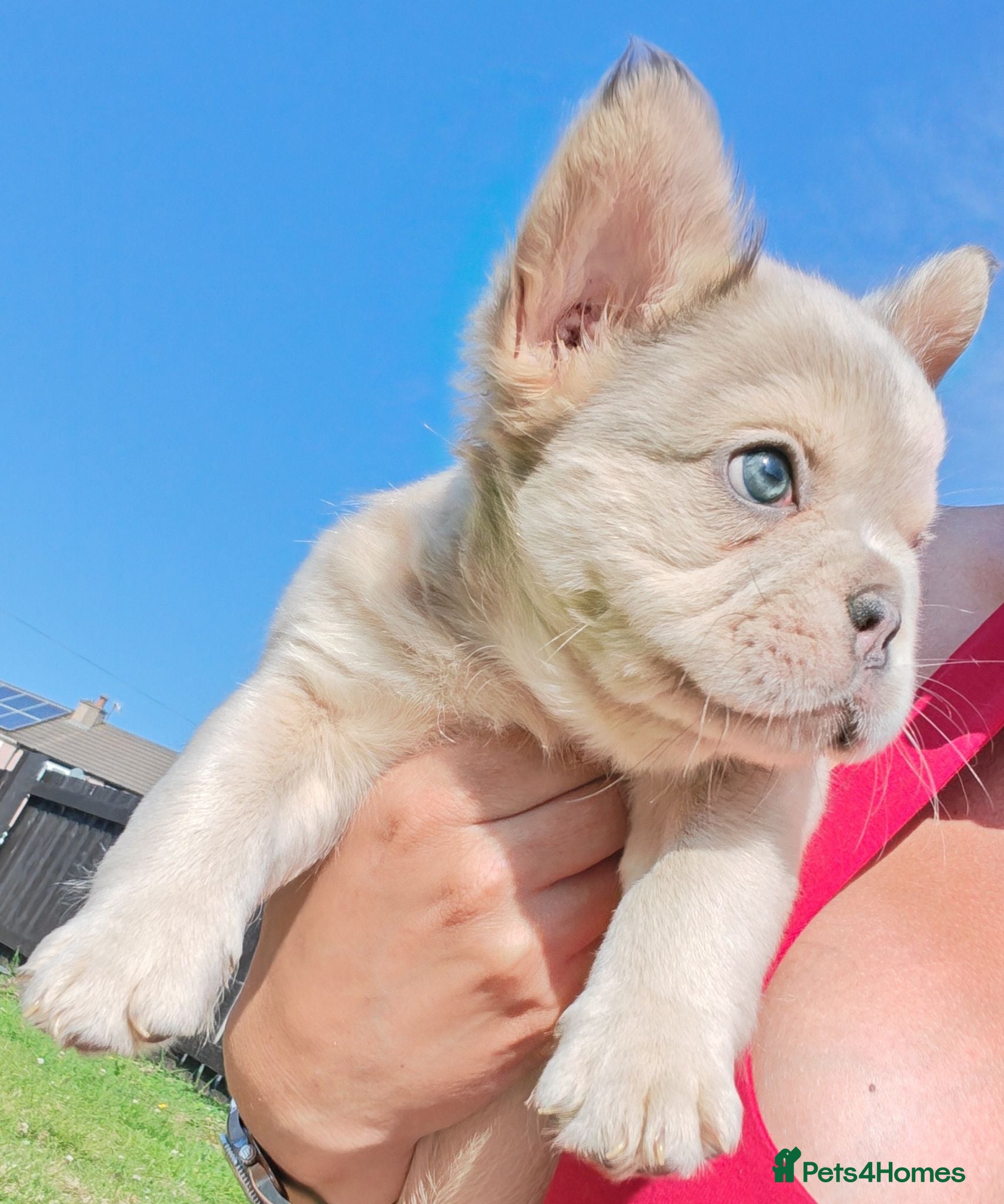 French Bulldog dogs Price reduced Fluffy French Bulldogs - Advert 1