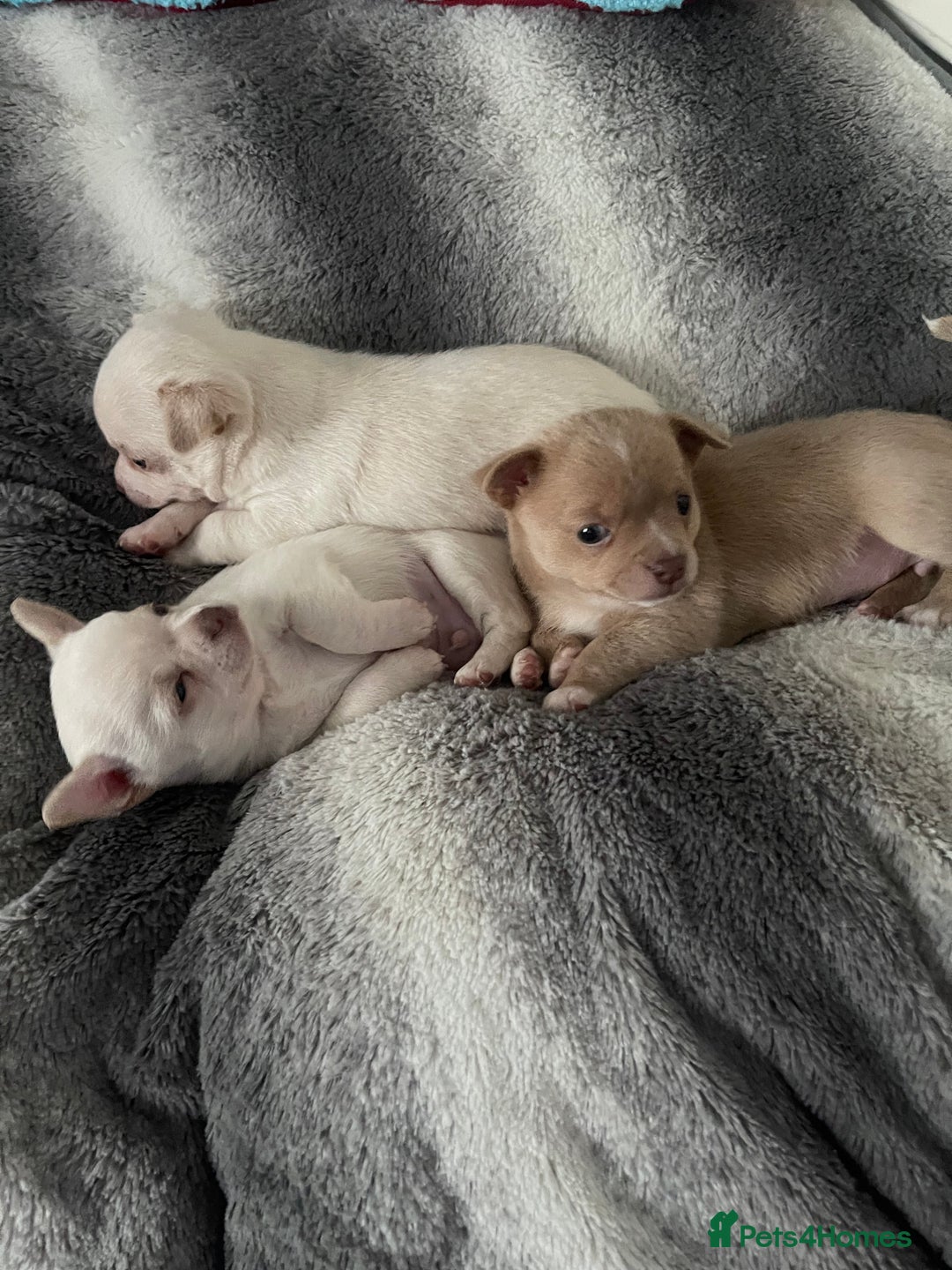 Chihuahua dogs for stud: Proven stud Dog - Advert 5