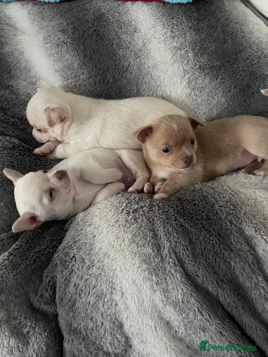 Chihuahua dogs for stud: Proven stud Dog - Advert 5