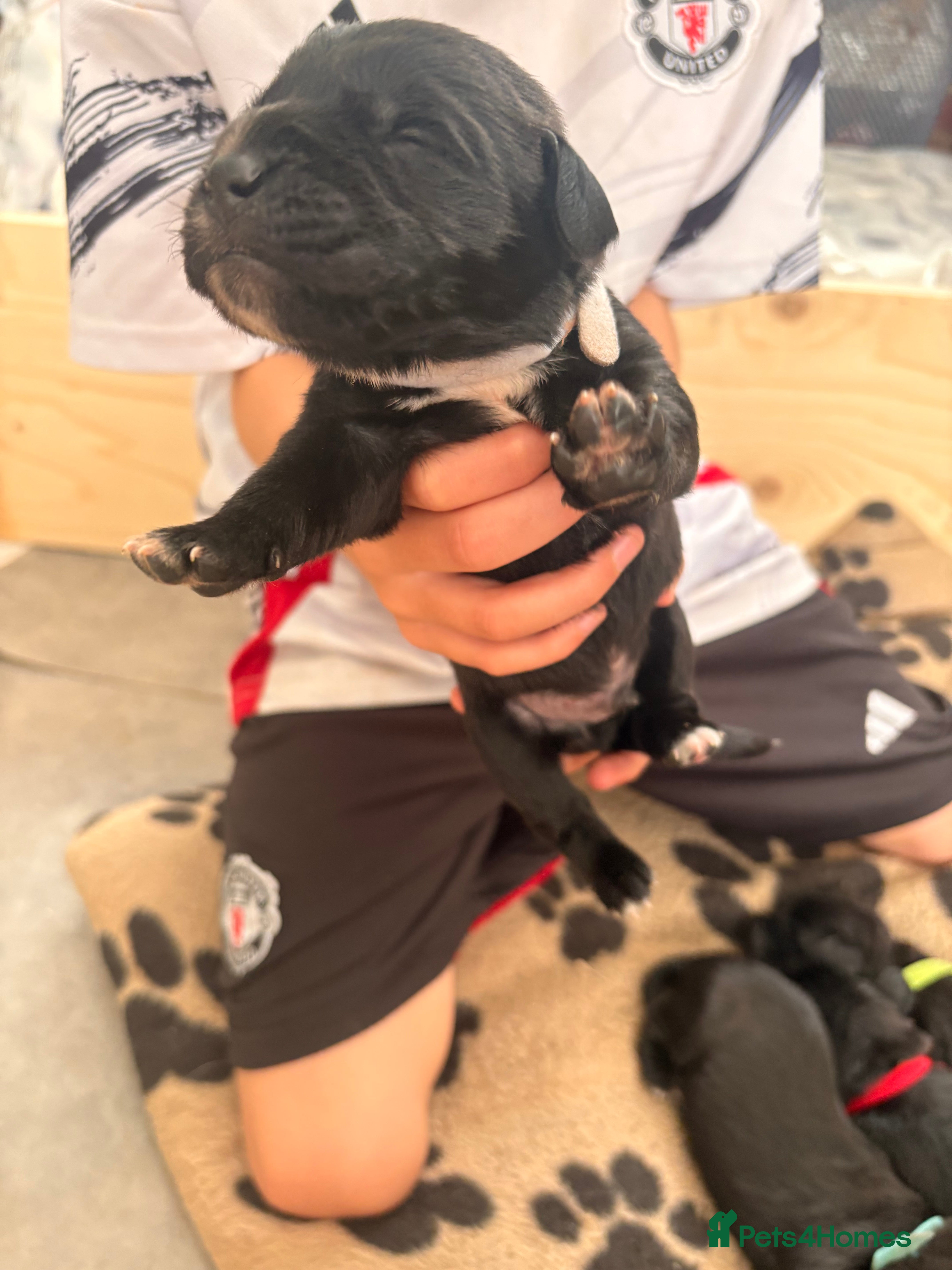 Mixed Breed dogs Labernard Puppies - Advert 2