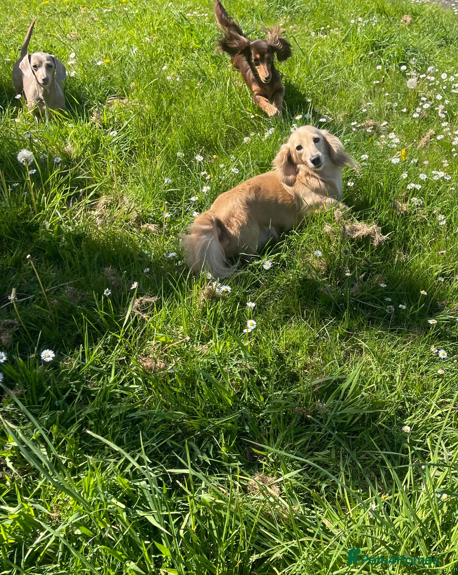 Miniature Dachshund dogs Shaded cream miniature dachshund 3.6kg - Advert 19