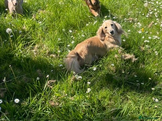 Miniature Dachshund dogs - Advert 1