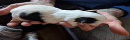 Pomchi dogs for sale: Stunning Pomchi babies - Advert 6