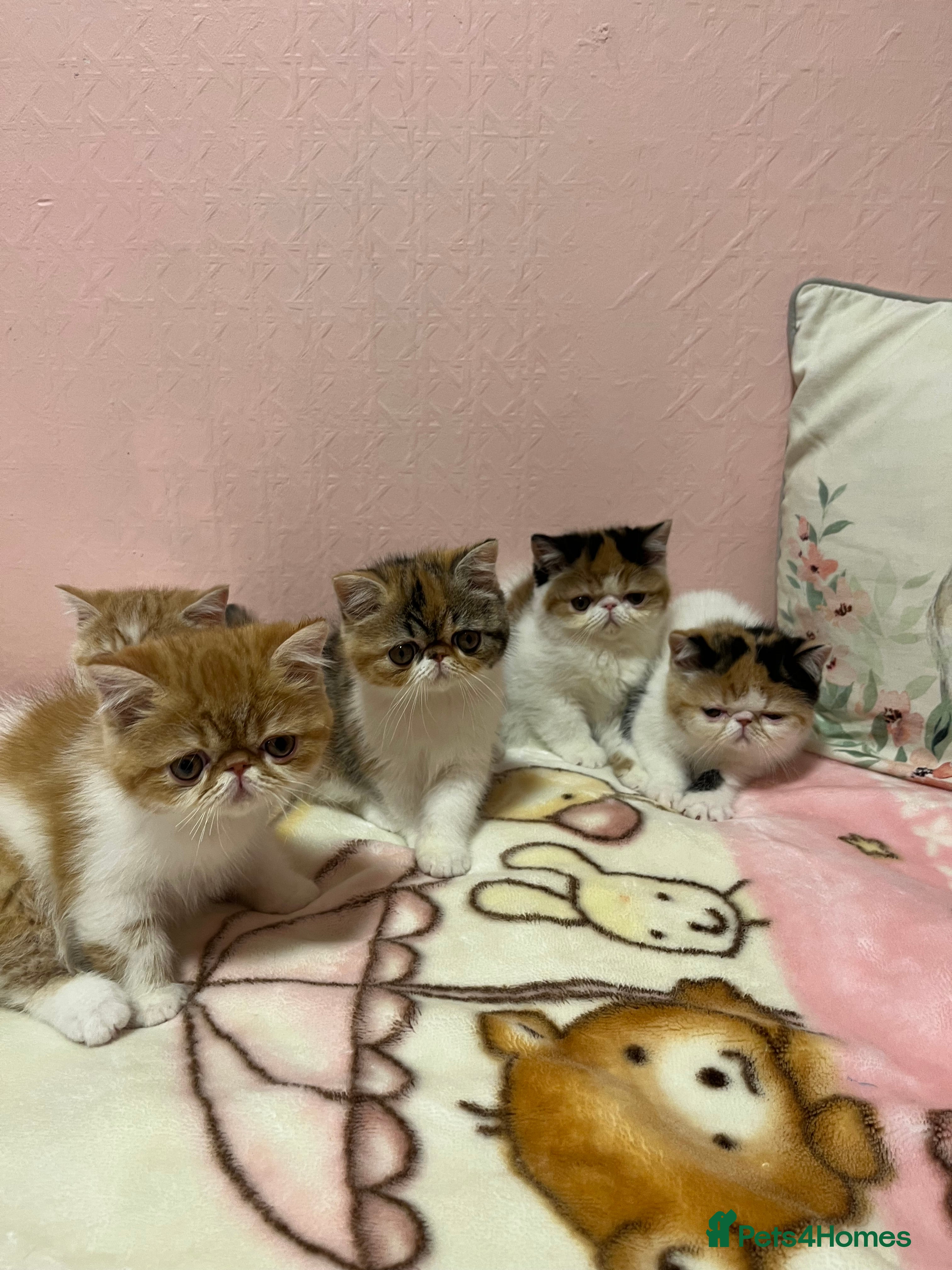 Exotic cats for sale: Exotic kittens  - Advert 1