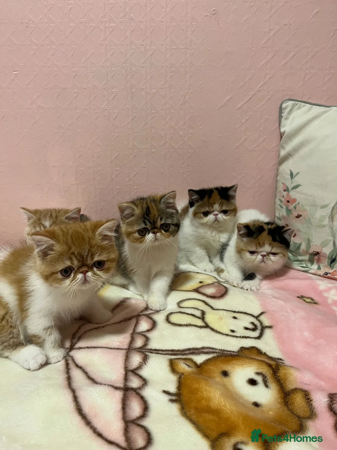 Exotic cats for sale: Exotic kittens  - Advert 14