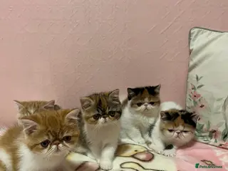 Exotic cats for sale: Exotic kittens - Advert 1