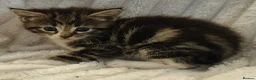 Maine Coon cats for sale: Maine Coon X  - Advert 4