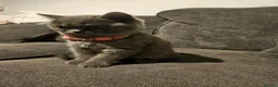 British Shorthair cats for sale: British Shorthair Kittens  in Llanelli - Advert 6