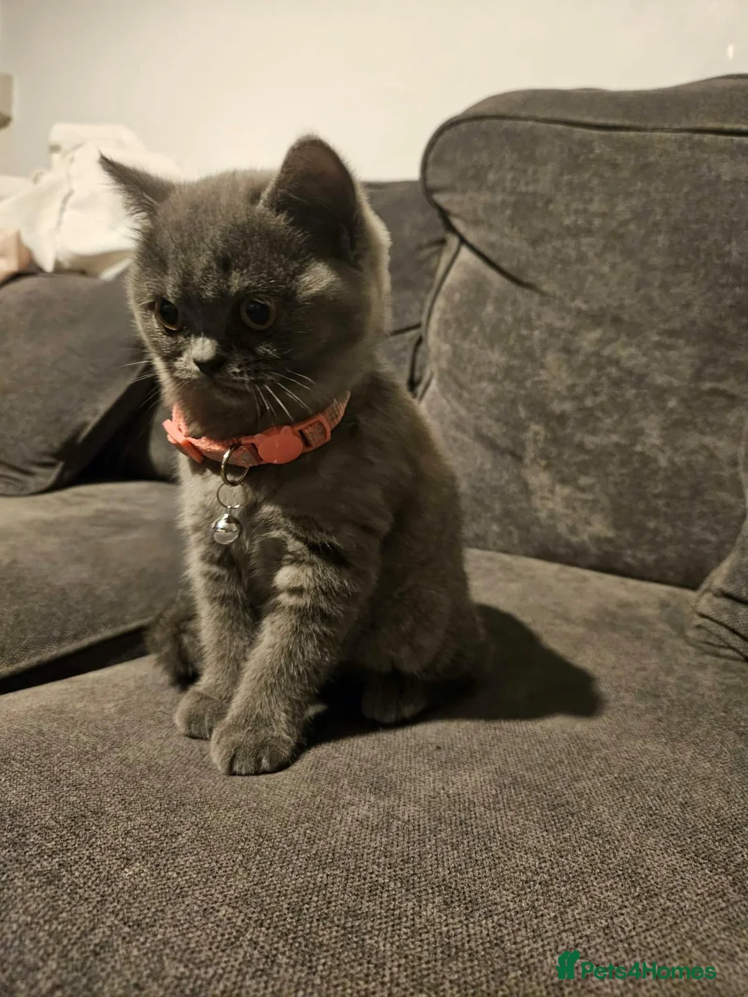 British Shorthair cats for sale: British Shorthair Kittens  in Llanelli - Advert 6