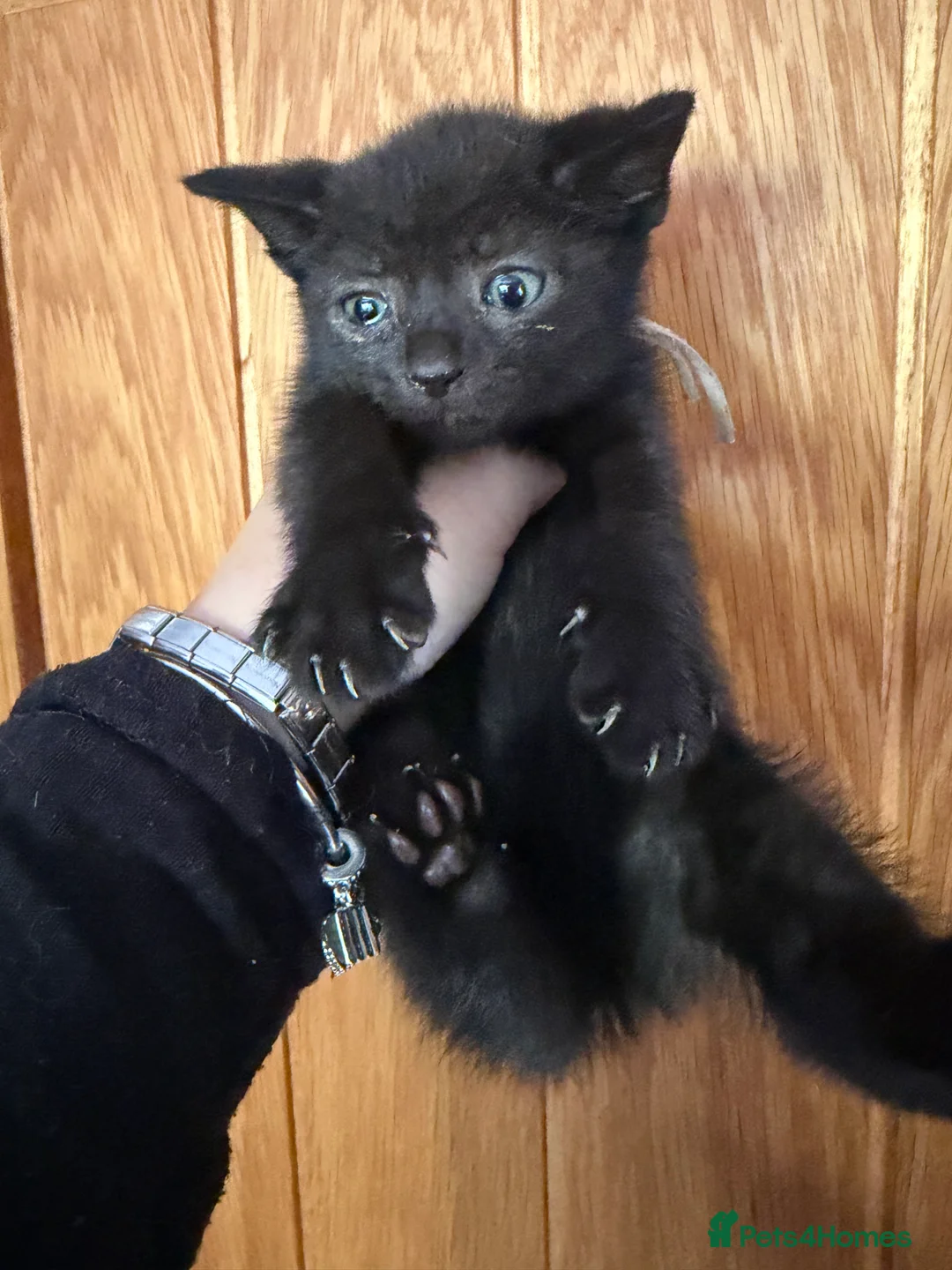 Mixed Breed cats for sale: **1 black boy kitten available -ready to leave ** - Advert 2