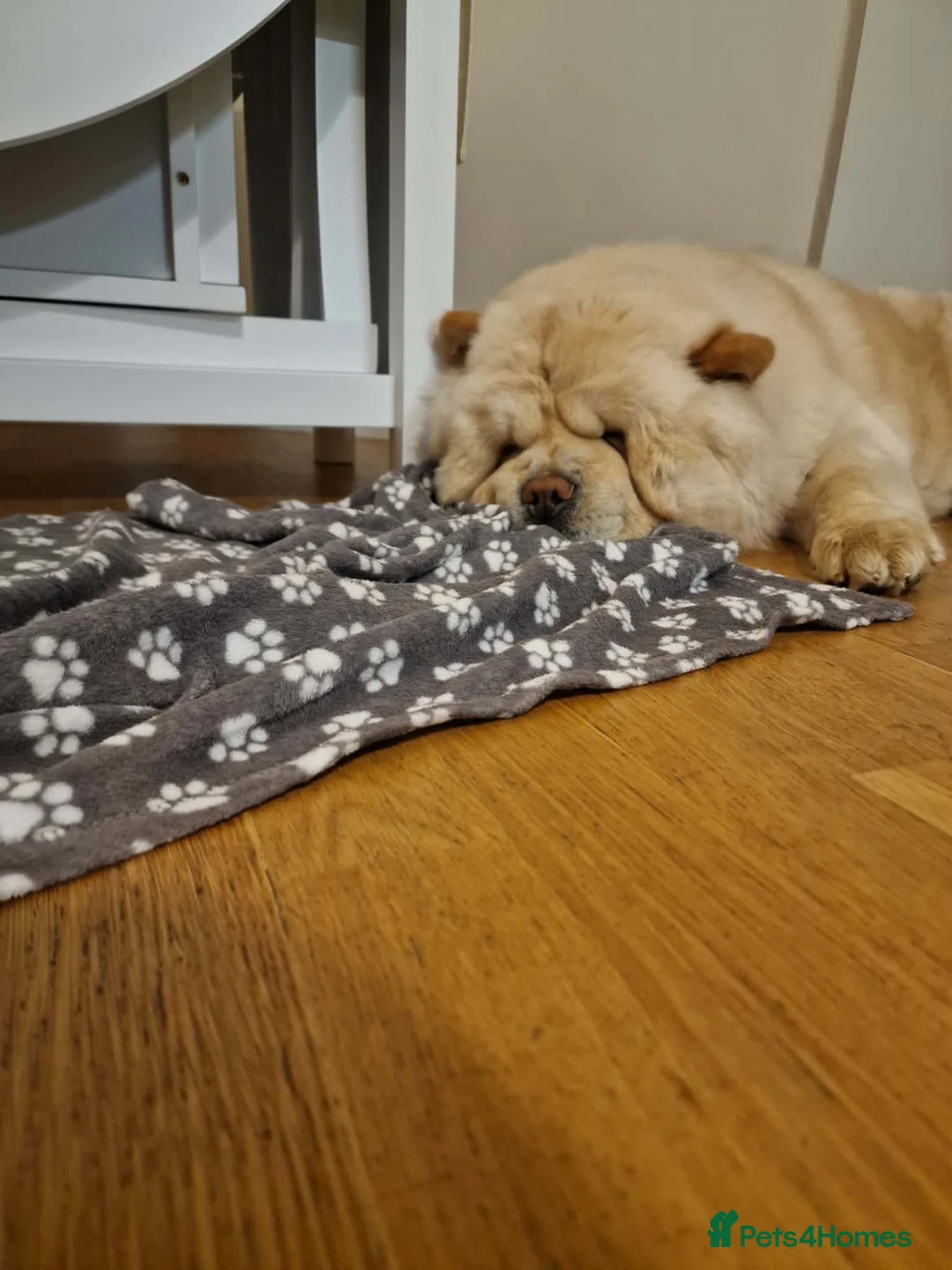 Chow Chow dogs for sale: Beautiful Chow Chow Girl - Loving Home Wanted  in Dunstable - Advert 2