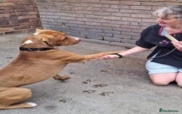Mixed Breed dogs for adoption: Meet Tally, currently residing in Basildon - Image 5