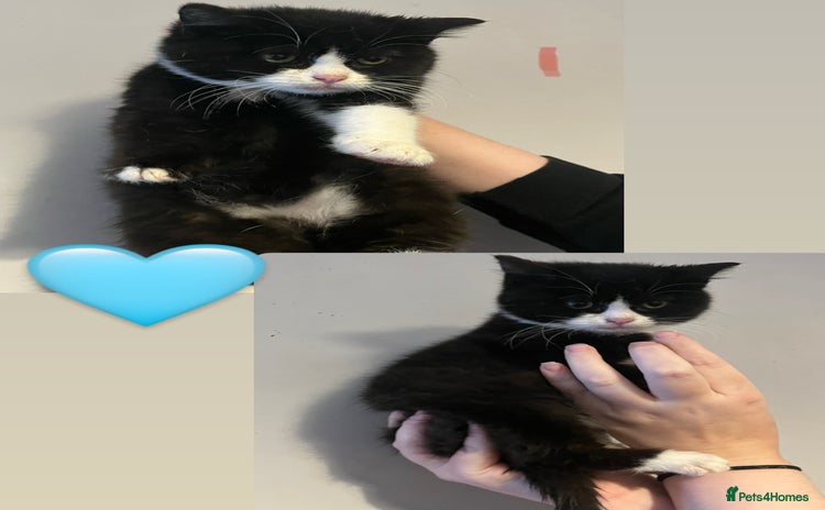 Mixed Breed cats - Advert 19