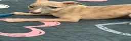 Whippet dogs for sale: KC reg Whippet pups fully inoculated ready now! - Advert 13