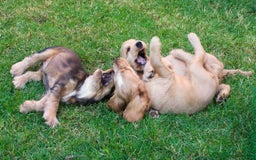 Cocker Spaniel dogs for sale: KC registered Cocker Spaniel puppies - Image 31