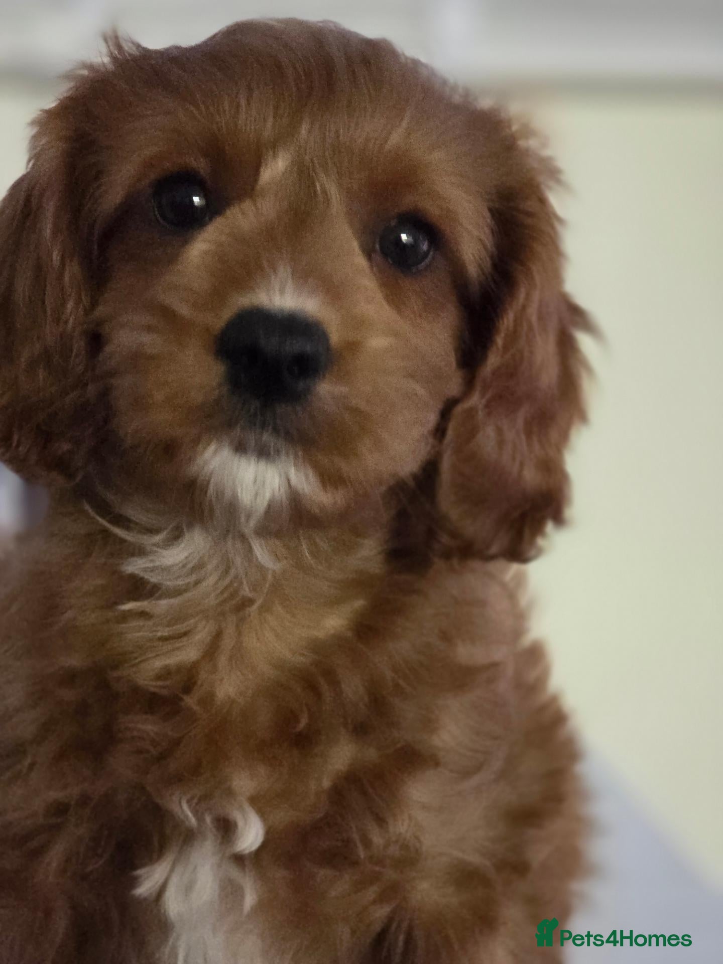 Cavapoo dogs Extensively health tested F1 Cavapoos - Advert 1