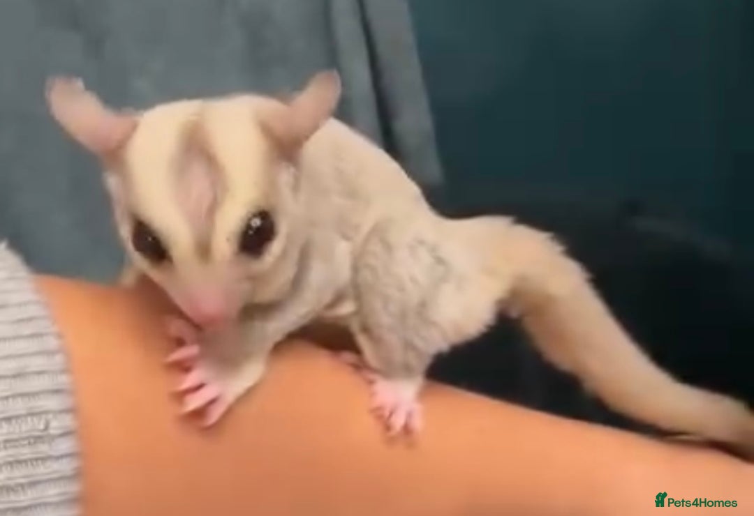 Sugar Glider rodents for sale: Stunning platinum sugar gliders - Advert 7