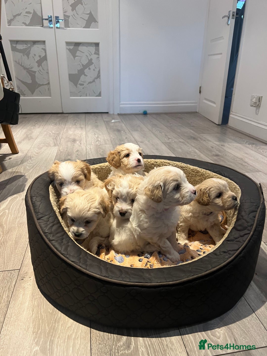 Mixed Breed dogs for sale: Peke-a-Chon puppies 🐶  - Image 20