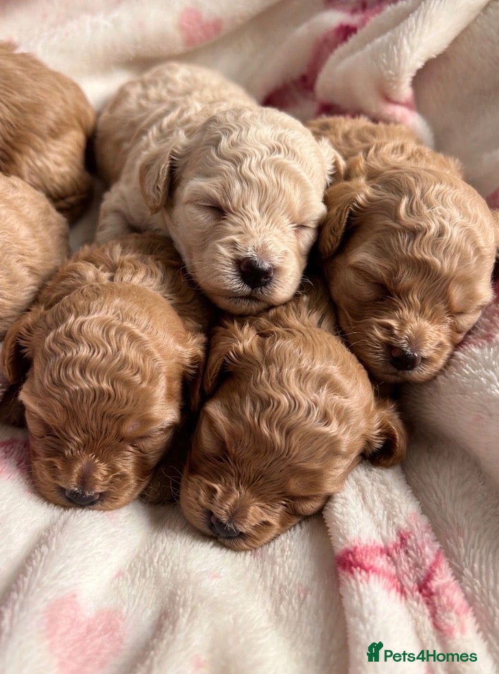 Cavapoochon dogs Health Tested Parents Cavapoochon Pups - Advert 2
