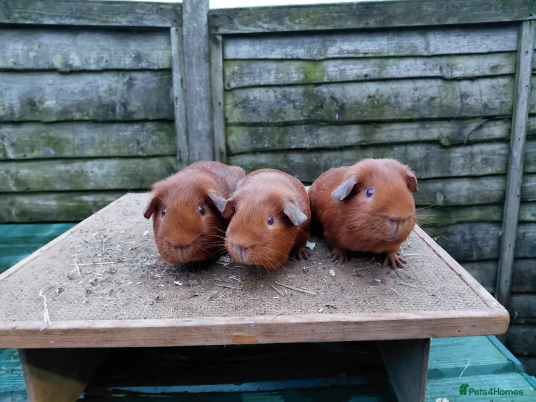 Guinea Pig rodents for sale: PE Golden and Abyssinians Available   - Advert 2
