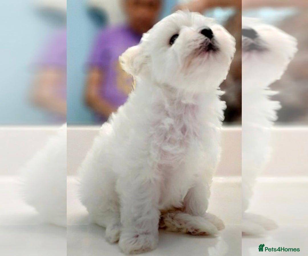 Maltese dogs for sale: Just a boy and a girl left  - Advert 1