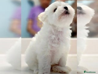 Maltese dogs Just a boy and a girl left - Advert 1