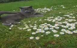 British Shorthair cats for stud: British for stud in Hinckley - Image 13