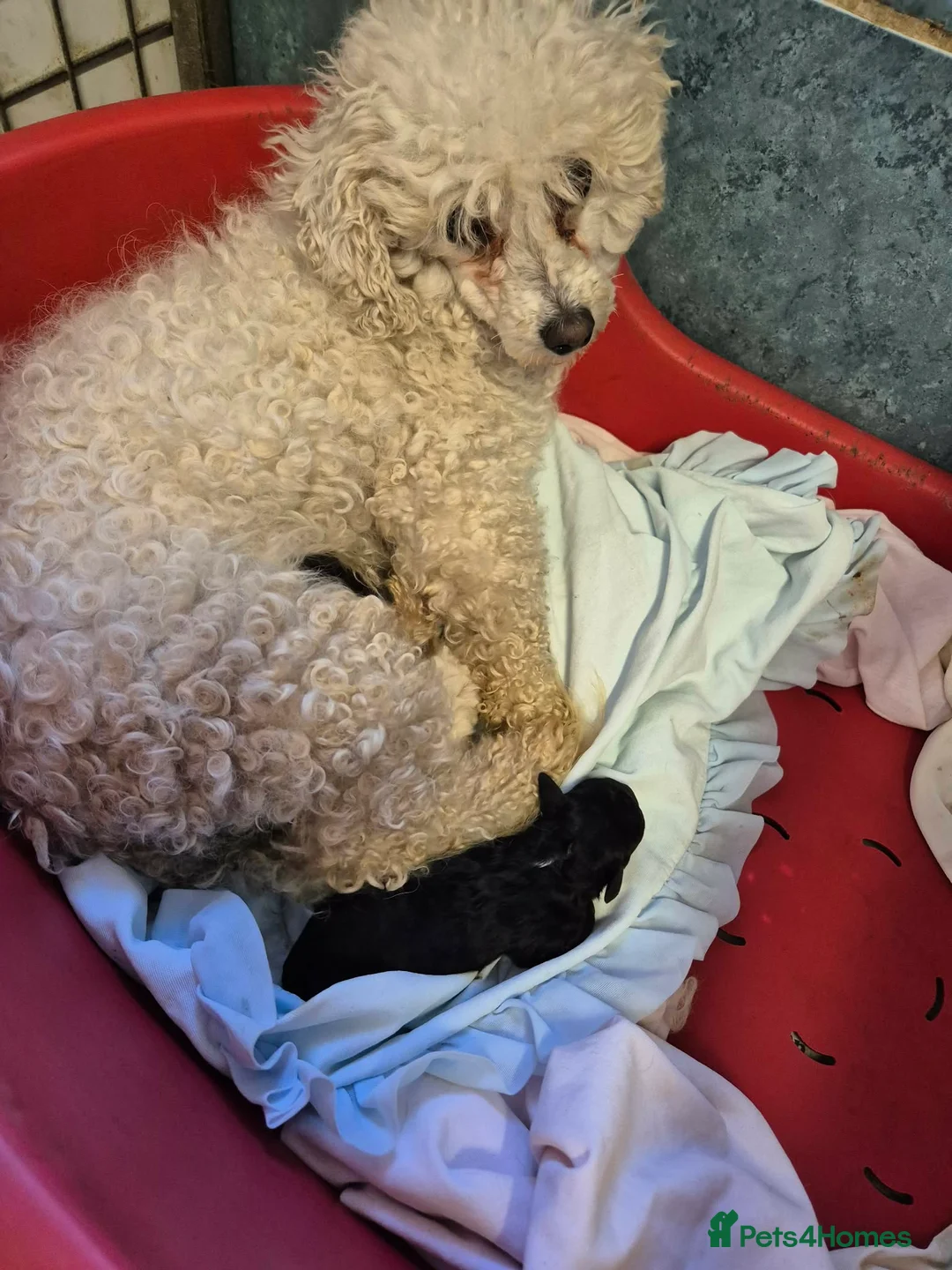 Poochon dogs for sale: Poochon puppies for sale - Advert 2