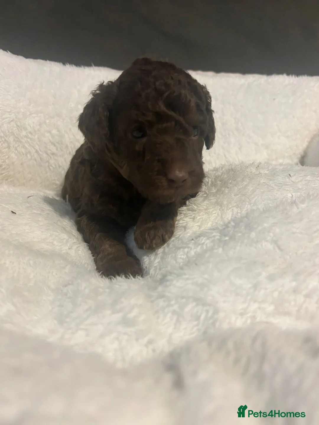 Toy Poodle dogs for sale: 🐶🐾Toy Poodle Puppies 🐾🐶 - Advert 8