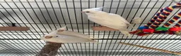 Cockatiels birds for sale: Baby Albino Cockatiels - Advert 3