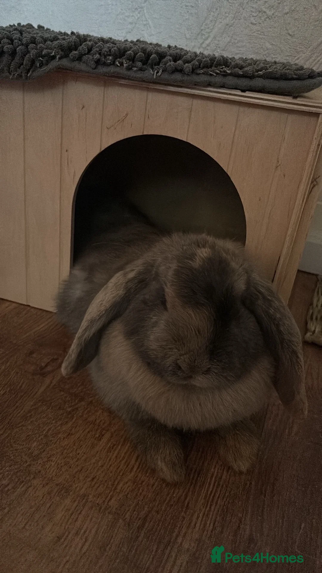 British Giant rabbits for sale: 2 Females in Dartford - Advert 2