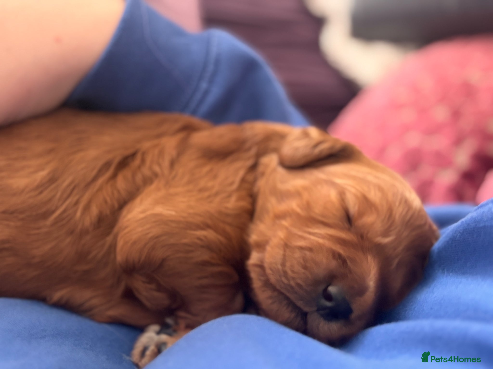 Mini Goldendoodle dogs *Stunning Mini Goldendoodle-health tested parents* - Advert 2