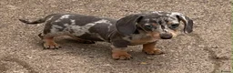 Miniature Dachshund dogs for sale: Miniature dachshund  in Swansea - Advert 4