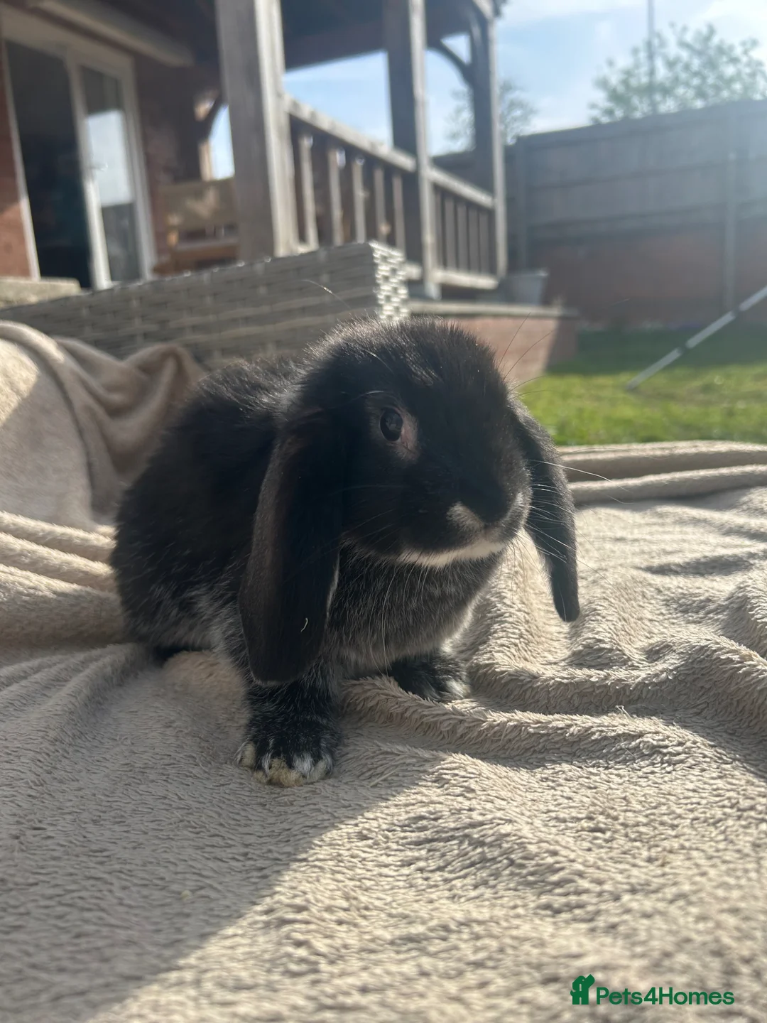 Mini Lop rabbits for sale: Beautiful mini lop baby rabbits  - Advert 2
