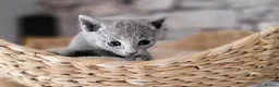 Russian Blue cats for sale: Pure Russian Blue kittens for sale 💙  - Advert 20
