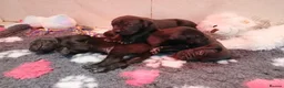 Great Dane dogs for sale: Black Great Dane Puppies  - Advert 3