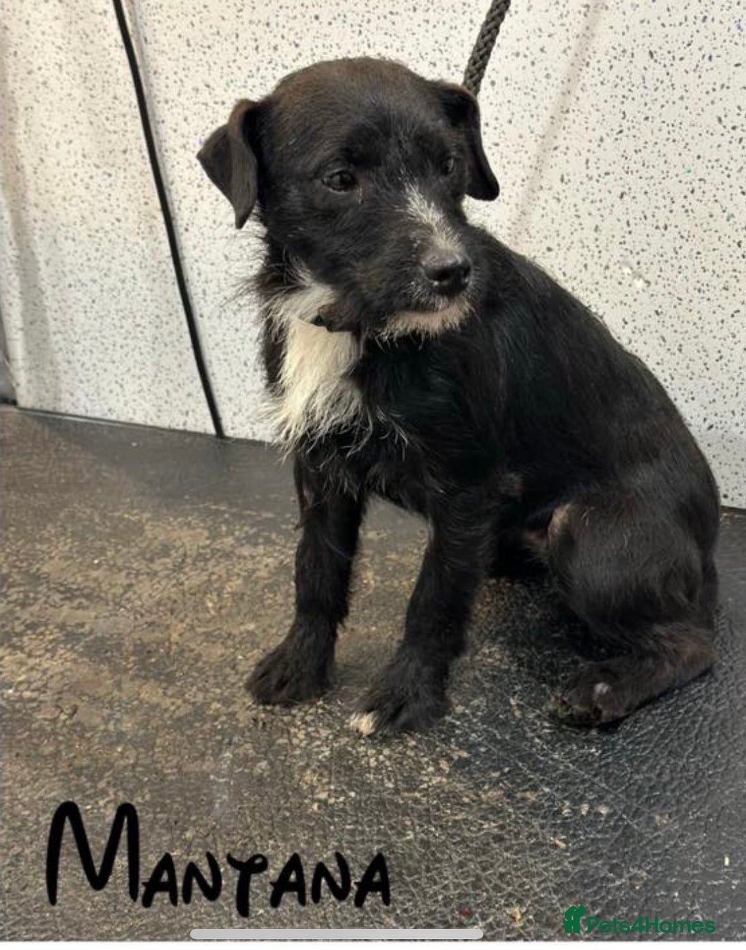 Patterdale Terrier dogs for sale: Patterdale terrier puppies  - Image 5