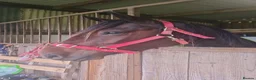 American Standardbred horses for sale: Lovely gelding for sale in Egremont - Advert 3