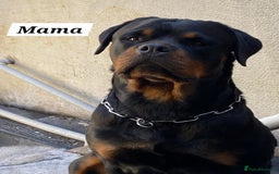 Rottweiler dogs for sale: KC Registered Rottweiler Puppies excellent lineage - Image 21