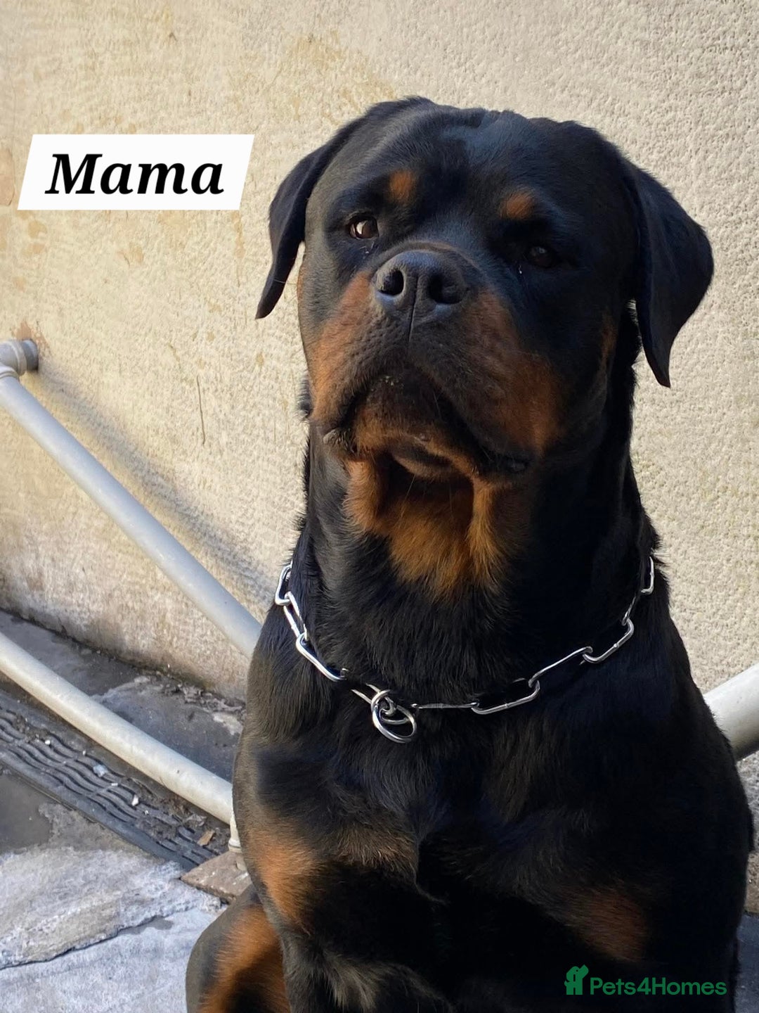 Rottweiler dogs for sale: KC Registered Rottweiler Puppies excellent lineage - Image 21