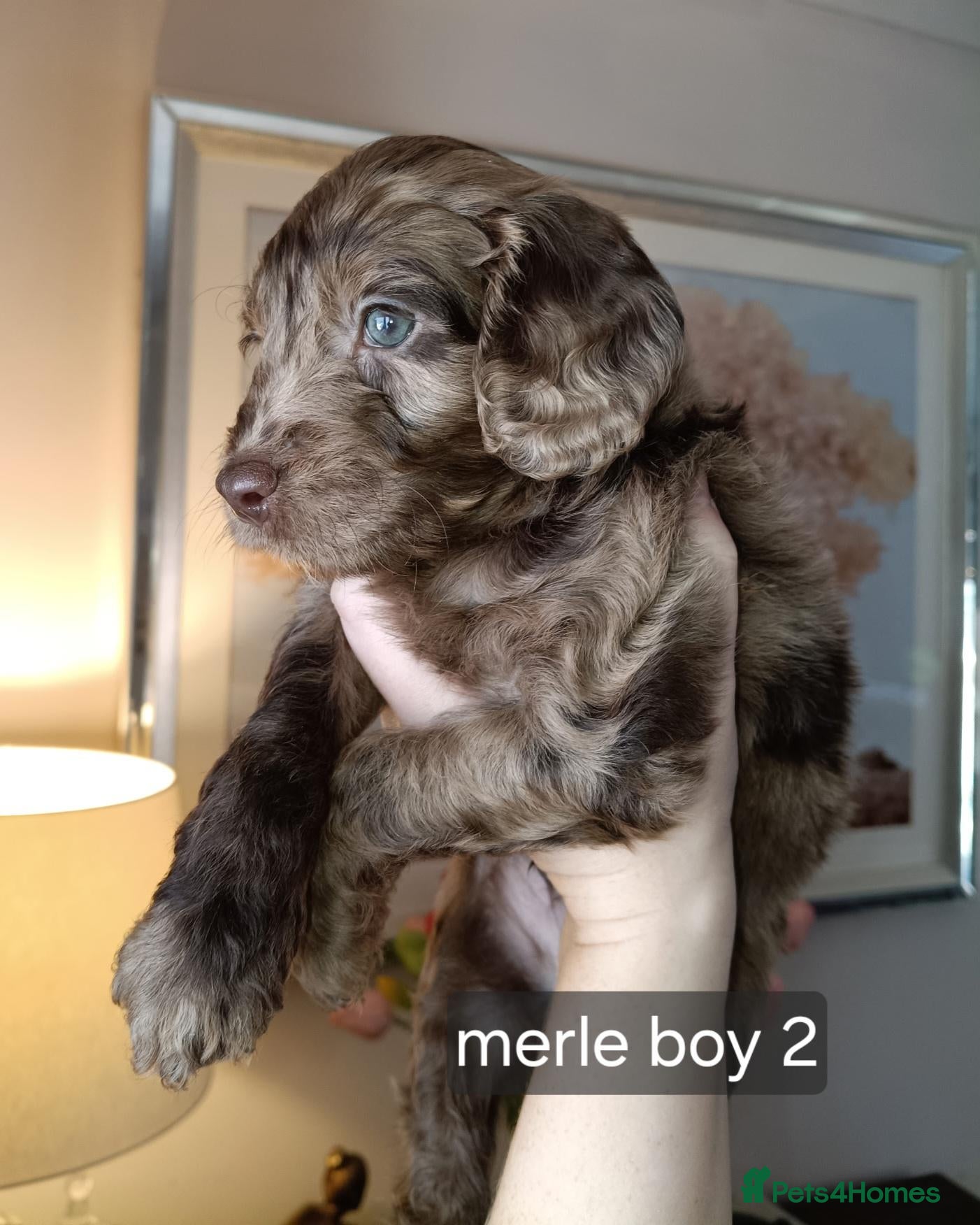 Cockapoo dogs for sale: Gorgeous merle and chocolate Cockapoos. - Advert 14