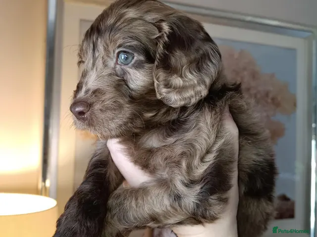 Cockapoo dogs for sale: Gorgeous merle and chocolate Cockapoos. - Advert 12