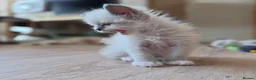 Ragdoll cats for sale: Gorgeous Ragdoll ready to leave 11 July - Advert 26