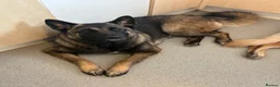 Mixed Breed dogs for sale: 1 year old German Shepherd x Japanese Alita - Advert 2