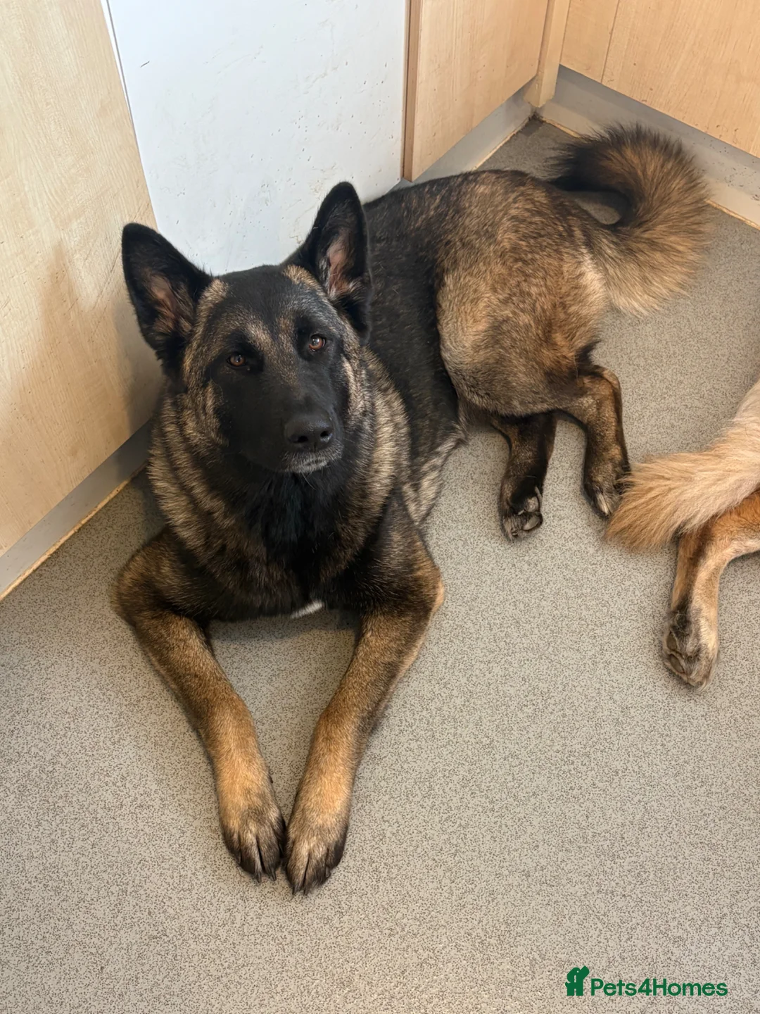 Mixed Breed dogs for sale: 1 year old German Shepherd x Japanese Alita - Advert 2