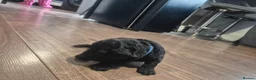 Cockapoo dogs for sale: Cockapoo puppies  - Advert 15