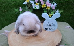 Mini Lop rabbits for sale: Beautiful mini lops - Image 2